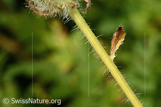 Foto: Pyrenäen-Pippau (Crepis pyrenaica). Stängel.