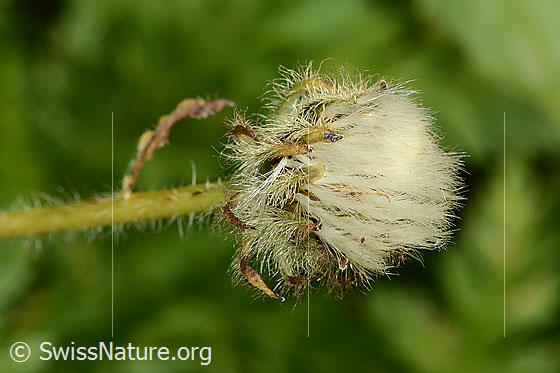 Foto: Pyrenäen-Pippau (Crepis pyrenaica). Stängel und verblühte Blüte.