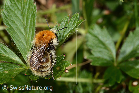 Foto: Wahrscheinlich Veränderliche Hummel (Bombus humilis). Länge 15mm. Ansicht von oben.
