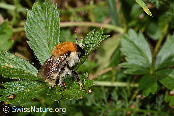 Foto: Wahrscheinlich Veränderliche Hummel (Bombus humilis). Länge 15mm. Ansicht von seitlich oben.