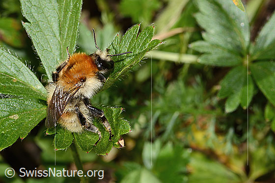 Foto: Wahrscheinlich Veränderliche Hummel (Bombus humilis). Länge 15mm. Ansicht von seitlich oben.