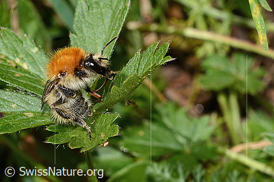 Foto: Wahrscheinlich Veränderliche Hummel (Bombus humilis). Länge 15mm. Ansicht von seitlich vorne.