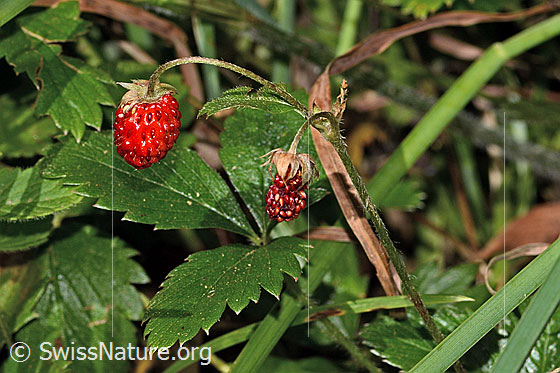 Foto: Wald-Erdbeere (Fragaria vesca). Früchte und Blätter.