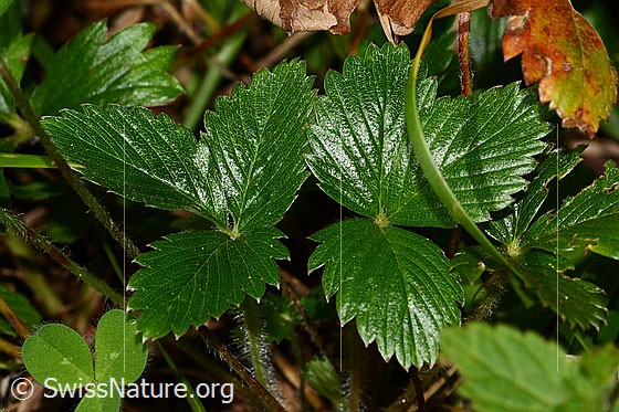 Photo: Fragaria vesca. Leaves. Leaf top.