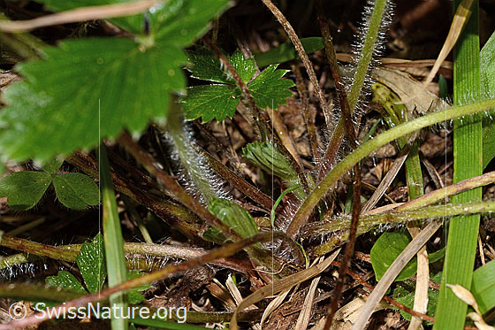 Photo: Fragaria vesca. Stem.