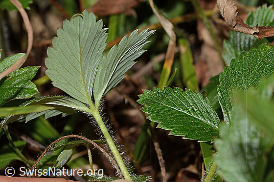 Photo: Fragaria vesca. Leaf underside.