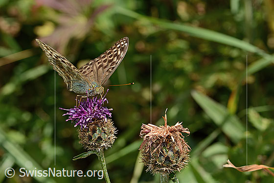 Foto: Kaisermantel valesina (Argynnis paphia f. valesina) auf Alpen-Flockenblume (Centaurea scabiosa ssp. alpestris). Flügel halb geöffnet. Ansicht von seitlich vorne.