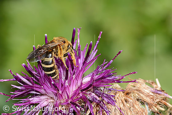Foto: Rotbeinige Furchenbiene (Halictus rubicundus) auf Alpen-Flockenblume (Centaurea scabiosa ssp. alpestris). Länge 12mm. Weibchen. Ansicht von schräg hinten.