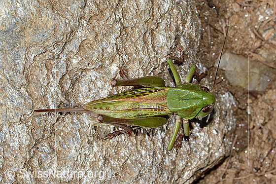 Foto: Warzenbeisser (Decticus verrucivorus). Länge 33mm. Weibchen. Ansicht von oben.