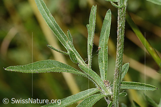 Foto: Alpen-Flockenblume (Centaurea scabiosa ssp. alpestris). Blätter und Stängel.