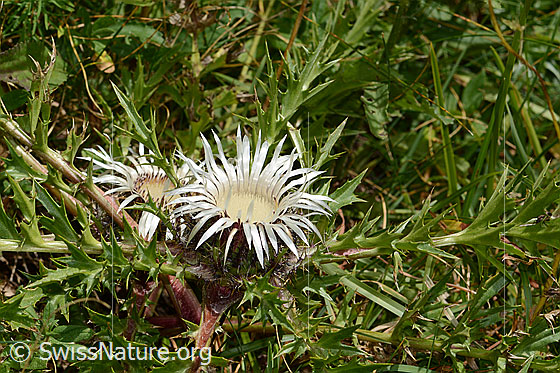Foto: Silberdistel (Carlina acaulis ssp. caulescens). Ganze Pflanze (Habitus).