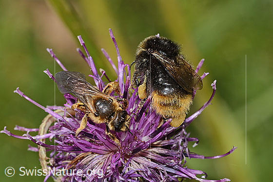 Foto: Rotbeinige Furchenbiene (Halictus rubicundus) und Distelhummel (Bombus soroeensis) auf Alpen-Flockenblume (Centaurea scabiosa ssp. alpestris). Länge Biene 12mm. Weibchen. Ansicht von oben.