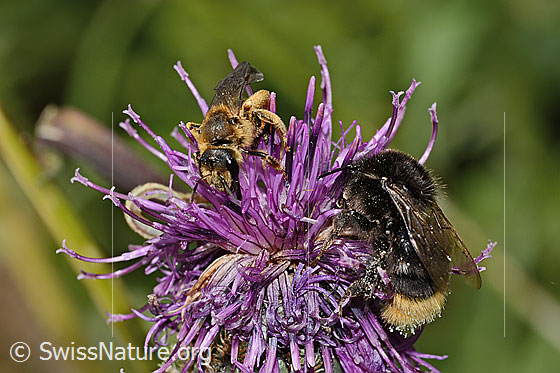 Foto: Rotbeinige Furchenbiene (Halictus rubicundus) und Distelhummel (Bombus soroeensis) auf Alpen-Flockenblume (Centaurea scabiosa ssp. alpestris). Länge Biene 12mm. Weibchen. Ansicht von schräg vorne. Rechts davon eine unbekannte Hummel.