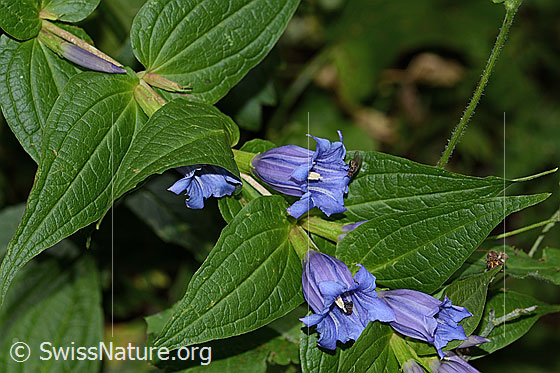 Foto: Schwalbenwurz-Enzian (Gentiana asclepiadea). Blüte und Blätter.
