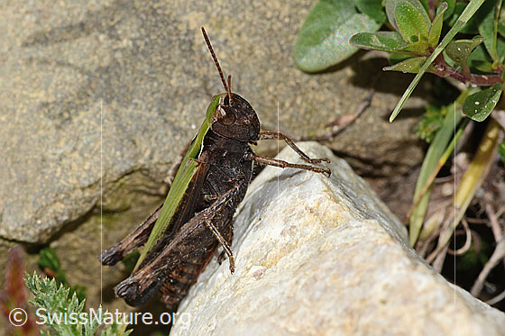 Foto: Brauner Grashüpfer (Chorthippus brunneus). Länge 22mm. Weibchen. Ansicht von der Seite.
