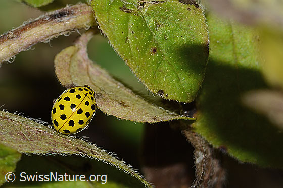 Photo: Psyllobora vigintiduopunctata. Length 5mm. View from above.