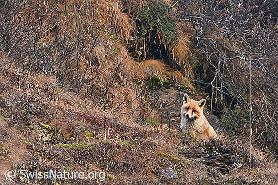 Photo: Vulpes vulpes. View from the front bottom side.
