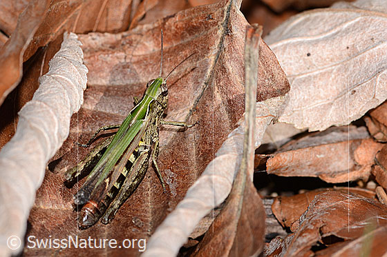 Photo: Probably Chorthippus brunneus. Length 23mm. Female. View from diagonally above.