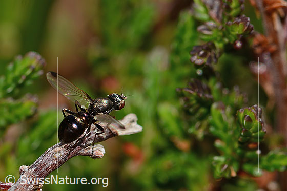 Foto: Wahrscheinlich Sepsis cynipsea (Schwingfliege). Länge 4 mm. Weibchen. Ansicht von seitlich hinten oben.