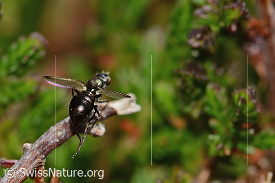 Foto: Wahrscheinlich Sepsis cynipsea (Schwingfliege). Länge 4 mm. Weibchen. Ansicht von seitlich hinten oben.