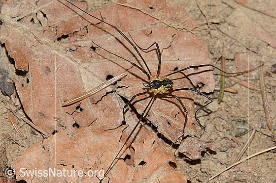 Foto: Gemeiner Gebirgsweberknecht (Mitopus morio). Ansicht von seitlich oben.
