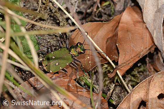 Foto: Feld-Sandlaufkäfer (Cicindela campestris). Länge 10.5 - 14.5mm. Ansicht von oben.