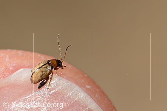 Foto: Wahrscheinlich Schwarzköpfiger Wegerich-Erdfloh (Longitarsus melanocephalus). Länge 3mm. Ansicht von seitlich oben.