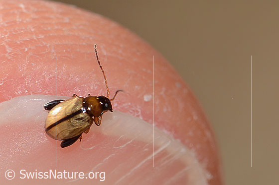 Foto: Wahrscheinlich Schwarzköpfiger Wegerich-Erdfloh (Longitarsus melanocephalus). Länge 3mm. Ansicht von oben.