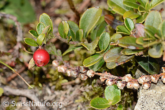 Foto: Preiselbeere (Vaccinium vitis-idaea). Frucht und Zweig.