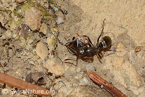 Foto: Wahrscheinlich Grauschwarze Sklavenameise (Formica fusca). Länge 6mm. Die Ameise transportiert ein Teil eines Körpers eines Insekts.