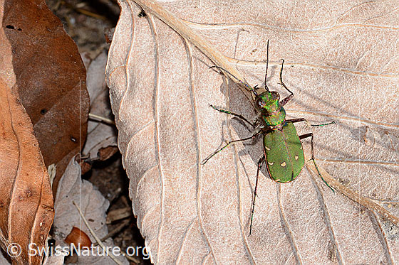 Foto: Feld-Sandlaufkäfer (Cicindela campestris). Länge 12mm. Ansicht von oben.
