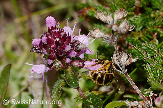 Foto: Rotbeinige Furchenbiene (Halictus rubicundus) an Arznei-Thymian (Thymus pulegioides). Länge 10mm. Weibchen. Ansicht von seitlich hinten.