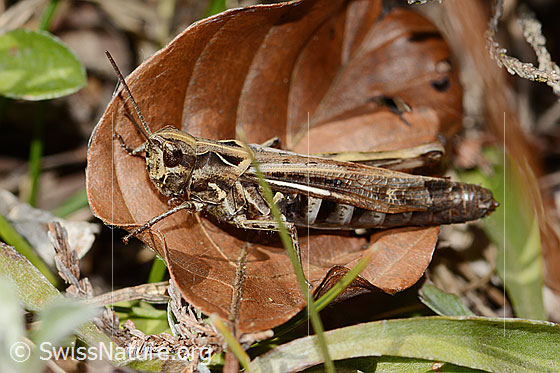 Foto: Nachtigall-Grashüpfer (Chorthippus biguttulus). Länge 21mm. Weibchen. Ansicht von der Seite.