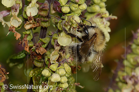 Foto: Ackerhummel (Bombus pascuorum) an Salbeiblättrigem Gamander (Teucrium scorodonia). Länge 10mm. Ansicht von der Seite.