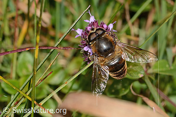 Foto: Garten-Keilfleckschwebfliege (Eristalis horticola) an Arznei-Thymian (Thymus pulegioides). Länge 11 - 15mm. Männchen. Ansicht von oben.
