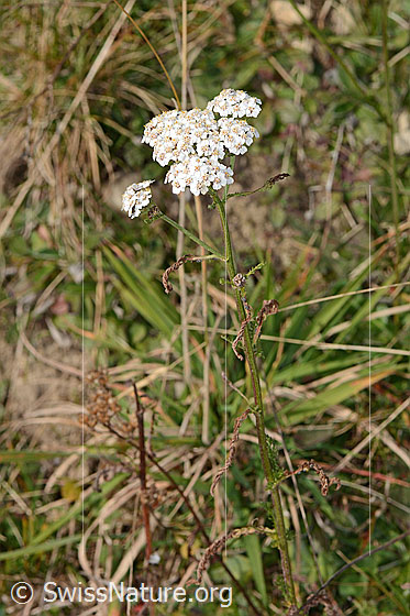Photo: Achillea millefolium. Whole plant (habiti).