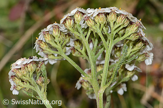 Photo: Achillea millefolium. Inflorescence and calyxes. View from the side.
