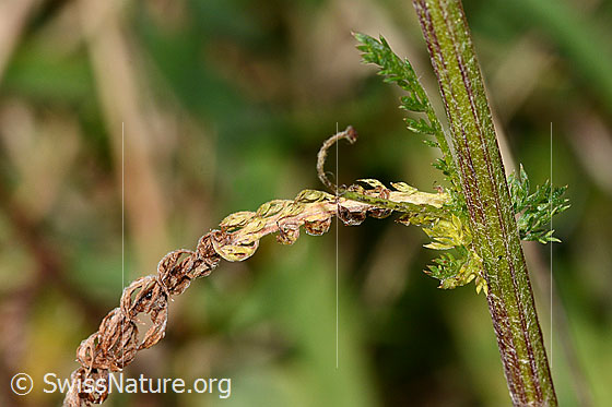 Photo: Achillea millefolium. Stem and Stem leaf.