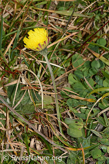 Foto: Langhaariges Habichtskraut (Hieracium pilosella). Ganze Pflanze (Habitus).