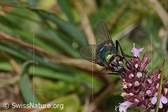 Foto: Neomyia cornicina (Fliege) auf Arznei-Thymian (Thymus pulegioides). Länge 9mm. Weibchen. Ansicht von vorne.