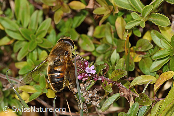Foto: Mistbiene (Eristalis tenax) auf Arznei-Thymian (Thymus pulegioides). Länge 15mm. Männchen. Ansicht von hinten oben.

Mistbiene
Lat.: Eristalis tenax
Familie: Syrphidae (Schwebfliegen)
Gattung: Eristalis

Arznei-Thymian
Lat.: Thymus pulegioides
Familie: Lamiaceae (Lippenblütler)
Gattung: Thymus (Thymiane)