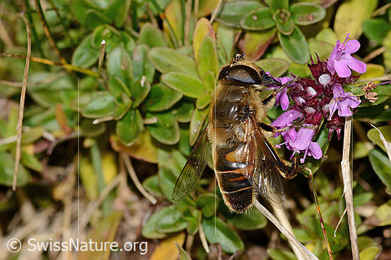 Foto: Mistbiene (Eristalis tenax) auf Arznei-Thymian (Thymus pulegioides). Länge 15mm. Männchen. Ansicht von seitlich oben.

Mistbiene
Lat.: Eristalis tenax
Familie: Syrphidae (Schwebfliegen)
Gattung: Eristalis

Arznei-Thymian
Lat.: Thymus pulegioides
Familie: Lamiaceae (Lippenblütler)
Gattung: Thymus (Thymiane)
