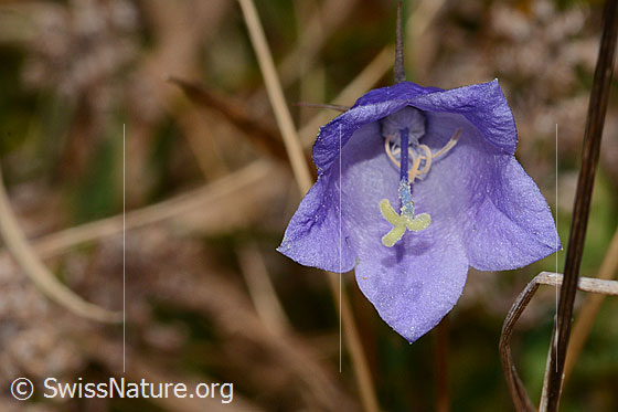 Photo: Campanula rhomboidalis. Blossom. View from the front.