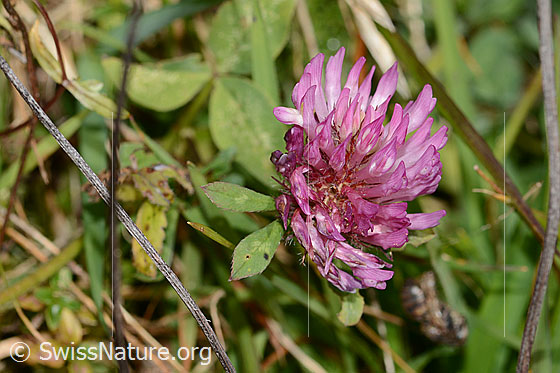 Trifolium pratense