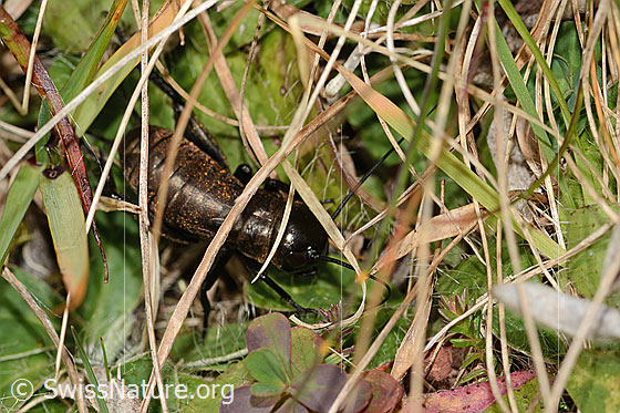 Foto: Feldgrille (Gryllus campestris). Länge 16mm. Spätes Nymphenstadium. Ansicht von oben.