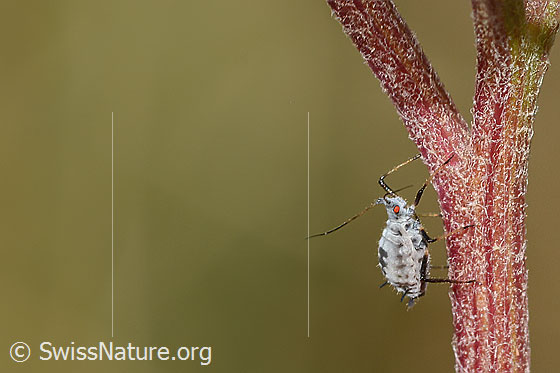 Foto: Wahrscheinlich Macrosiphoniella subterranea (Blattlaus). Länge 2mm. Ansicht von der Seite.