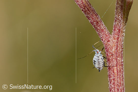 Photo: Probably Macrosiphoniella subterranea (Aphid). Length 2mm. View from the side.
