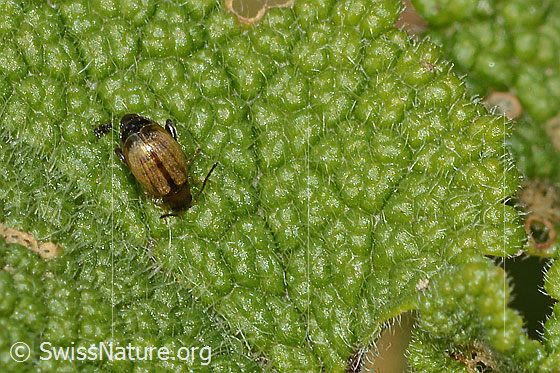 Photo: Probably Longitarsus melanocephalus. Length 3mm. View from above.