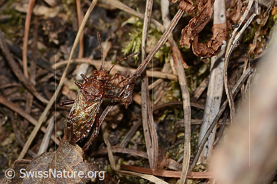 Photo: Rhopalus subrufus. Length 7mm. View from above.