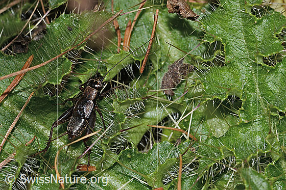 Foto: Waldgrille (Nemobius sylvestris). Länge 10mm. Männchen. Ansicht von oben.